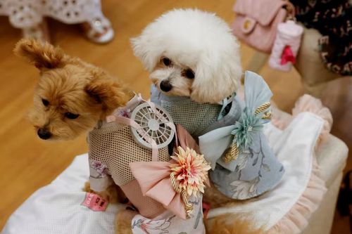 Nắng nóng đỉnh điểm, chó cũng phải gắn quạt trên người