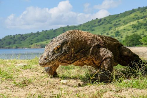 Phải bỏ gần 6 triệu để tận mắt ngắm rồng Komodo lừng danh