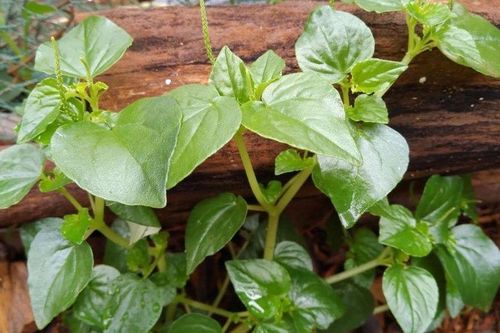 3 loại rau dại mọc đầy vườn ở Việt Nam nhưng là 'thần dược' được săn đón ở nước ngoài