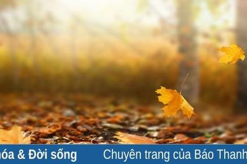 Tháng Tám – mùa hong nỗi nhớ