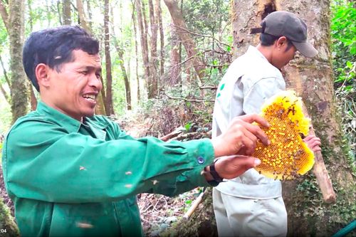 Kỳ thú khai thác mật ong sâm Ngọc Linh