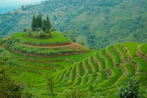 Mát mắt với những thửa ruộng bậc thang tây bắc xanh ngắt mùa lúa đang 'thì con gái'