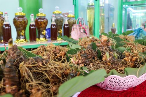 Phát triển sâm Ngọc Linh thành ngành công nghiệp tỷ USD