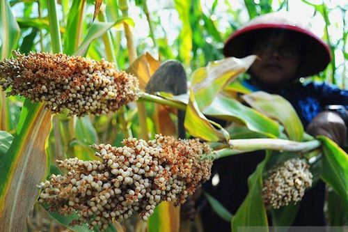 Indonesia chuẩn bị gì cho mục tiêu trở thành nền kinh tế lớn thứ bảy thế giới vào năm 2030?