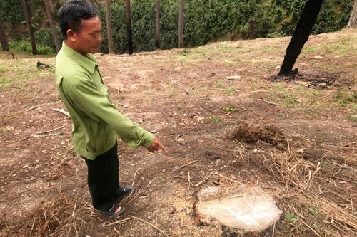 Bắt đối tượng phá rừng đốt gỗ phi tang để chiếm đất