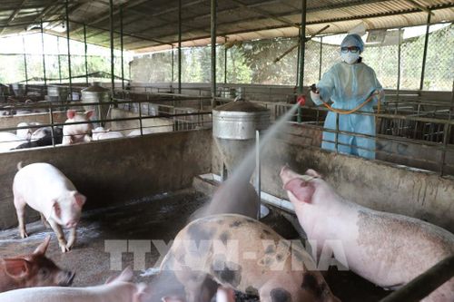Đề xuất chính sách hỗ trợ thiệt hại do bệnh dịch tả lợn châu Phi