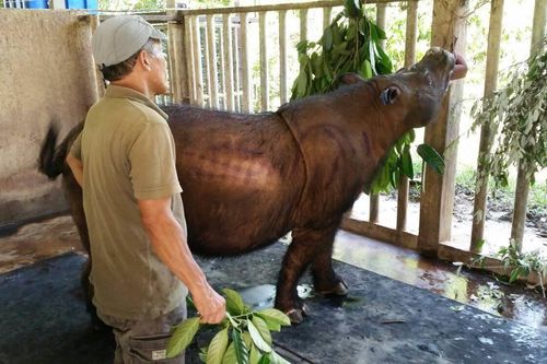 Cái chết đáng buồn của Iman năm 2019: Con tê giác Sumatra cuối cùng ở Malaysia
