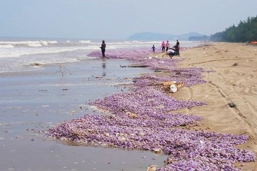 Ngao chết chất đống trên bờ biển dài 3 km