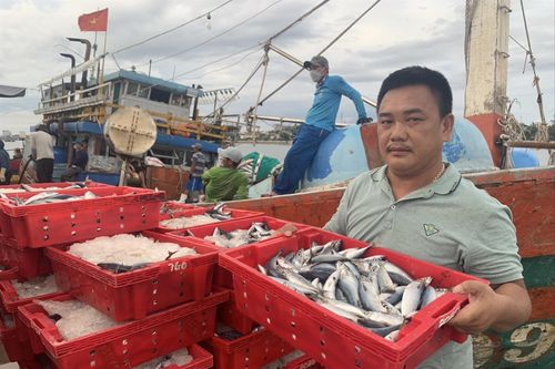 'Vua' cá và chuyến biển kỷ lục 250 tấn