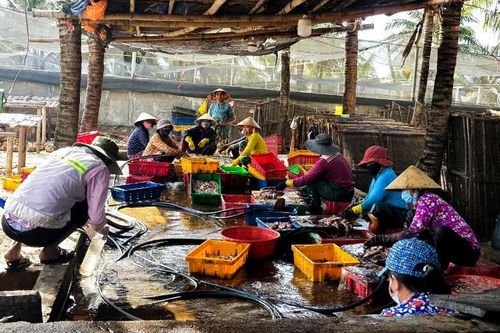 Phạt hơn 600 triệu đồng 15 cơ sở chế biến mực gây ô nhiễm ở Bình Định