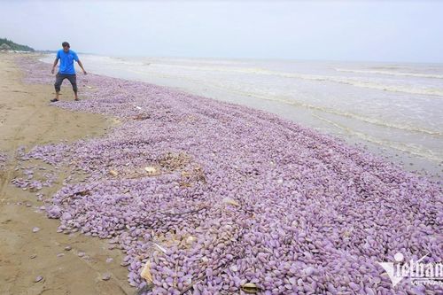 Vỏ ngao chất đống dọc bãi biển ở Thanh Hóa