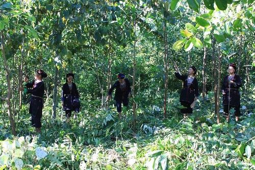 32% tổng diện tích rừng được chứng nhận quản lý bền vững