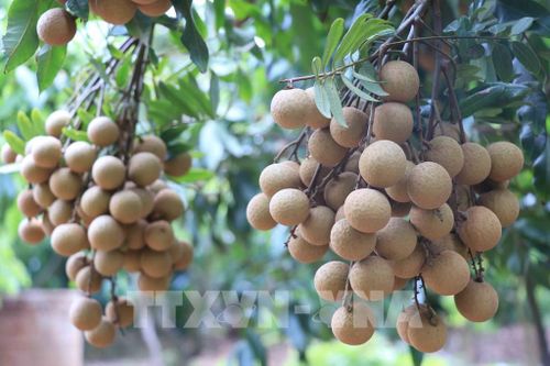 Khai mạc Lễ hội nhãn lồng Hưng Yên năm 2022
