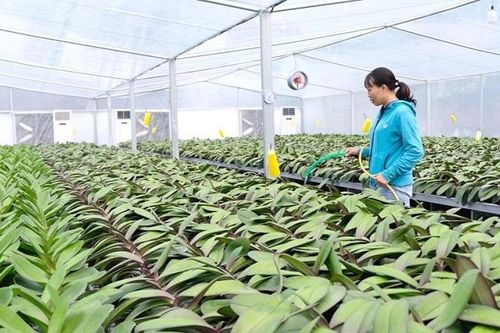 Phát triển nông nghiệp đô thị sinh thái hướng đến Thủ đô xanh