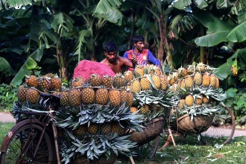 Mùa thu hoạch dứa nở rộ ở Bangladesh