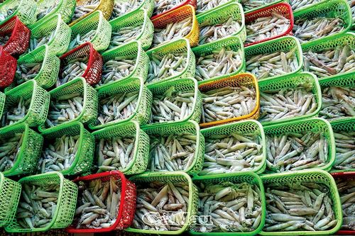 Cà Mau: 'Săn lộc' mùa biển động