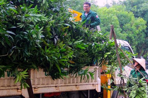 TP. Vinh: Hàng ngàn cây xanh được cắt tỉa trước mưa bão