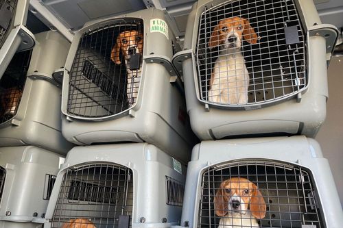 Khoảng 4.000 chú chó Beagle được giải cứu từ nơi nuôi để làm thí nghiệm