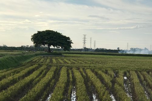Nhận mặt luống cày