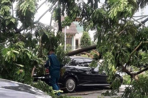 Cây xanh ngã đè nhiều ô tô ở quận Bình Tân