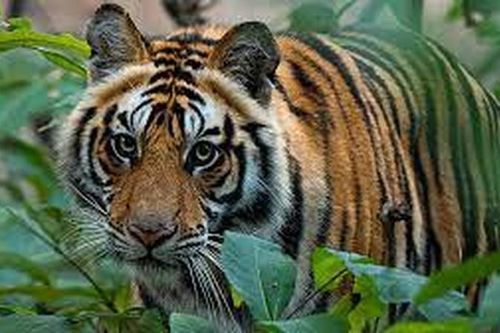 Vén màn sự thật hổ tự nhiên xuất hiện ở VQG Phong Nha - Kẻ Bàng