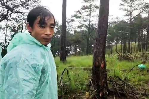 Vụ phá rừng phòng hộ lớn nhất Đà Lạt: Bắt nhóm đối tượng chủ mưu