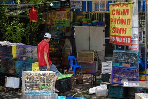 Thu mua vạn con chim rồi bán cho khách phóng sinh rằm tháng 7