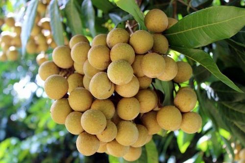 Nhãn Việt chinh phục thị trường Australia