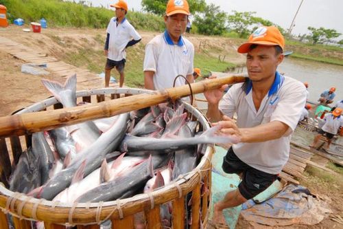 Vì sao nông dân, HTX vẫn chưa được hưởng lợi dù xuất khẩu nông, thủy sản tăng?