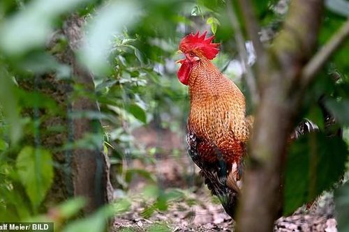 Chú gà trống bị hàng xóm đưa ra tòa vì gáy tới 200 lần một ngày