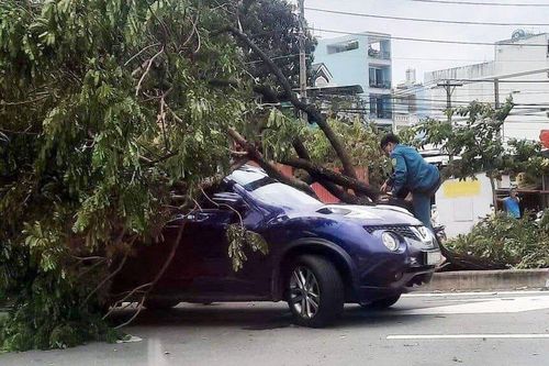 3 cây xanh bật gốc đổ đè 3 ô tô trên đại lộ Võ Văn Kiệt, TPHCM