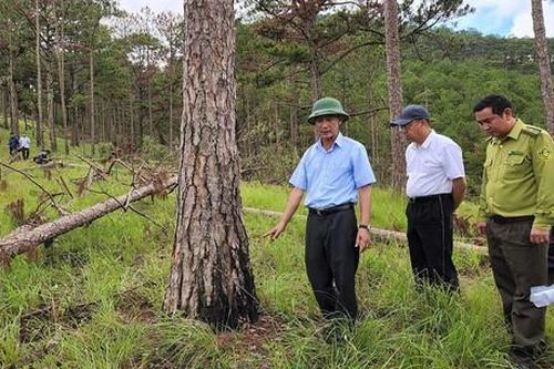 Hành trình truy bắt nhóm phá rừng thông lớn nhất từ trước đến nay tại Đà Lạt