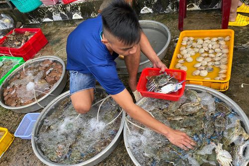 Nhiều loại hải sản giảm giá