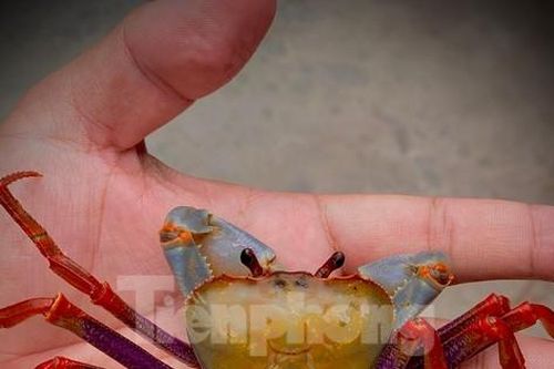 Gác nghề kỹ sư, chàng trai thu tiền tỉ nhờ thú chơi cua cảnh