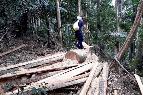 Gia Lai: Lại phát hiện 6ha rừng bị tàn phá