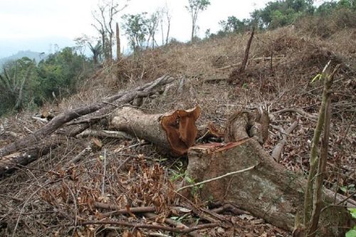 Tiếp tục xảy ra tình trạng chặt phá rừng ở huyện miền núi Đakrông