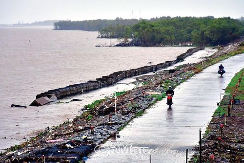 Cà Mau: Bờ biển đang bị bào mòn nghiêm trọng