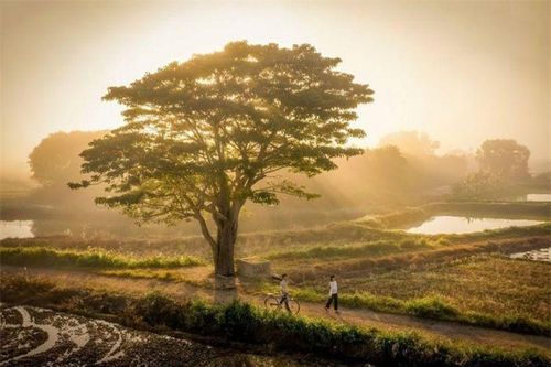 Check-in ở 8 cây cô đơn khắp Việt Nam