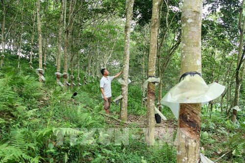 Bất cập tại 'siêu dự án' trồng cao su ở Nghệ An: Bài 2 - Lời giải bài toán 'đất đai'