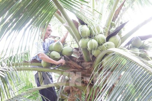 Giá dừa khô nguyên liệu tăng trở lại