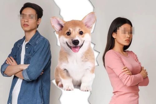 Cặp vợ chồng ly hôn không tranh chấp tài sản gì, chỉ giành bằng được quyền nuôi chú chó