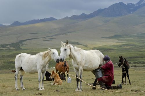 Không bỏ lỡ cơ hội thưởng thức rượu sữa ngựa ở Kyrgyzstan