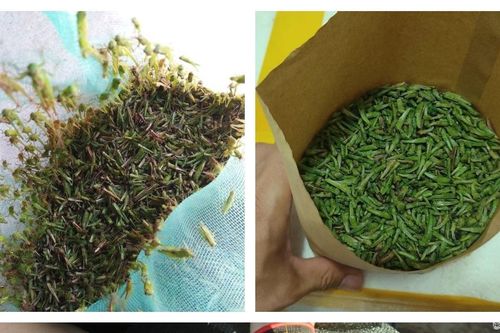 Khu chợ chỉ bán cào cào ở Nghệ An, giá nửa triệu mỗi kg vẫn 'đắt hàng'