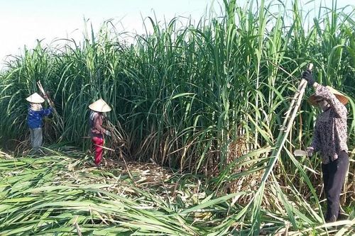 Quyết định 1514/QĐ-BCT áp dụng biện pháp phòng vệ thương mại: Bảo vệ lợi ích chính đáng của ngành mía đường