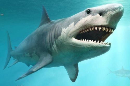 Siêu cá mập megalodon có thể ăn cá voi sát thủ trong 5 nhát cắn