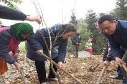 Tạo sinh kế, tăng thu nhập cho đồng bào dân tộc Yên Minh từ việc cải tạo vườn tạp