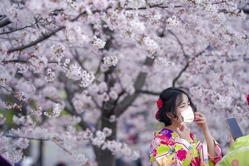 Doanh nghiệp Nhật Bản mở tour du lịch hạng sang với giá dự kiến 5 triệu yên/người
