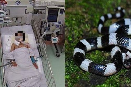 'Chúng tôi đã dùng đến những lọ huyết thanh cuối cùng cứu cháu bé'