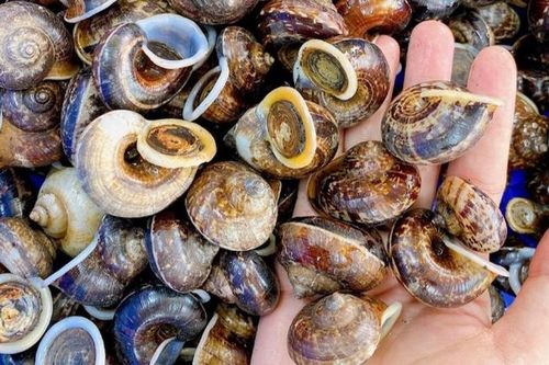 Lên rừng săn loại ốc đặc sản về bán hết veo, nhiều tiền cũng không có mà mua