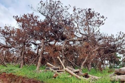 Xót xa loạt cây thông bon sai chết khô tại sân Golf nghìn tỷ Gia Lai